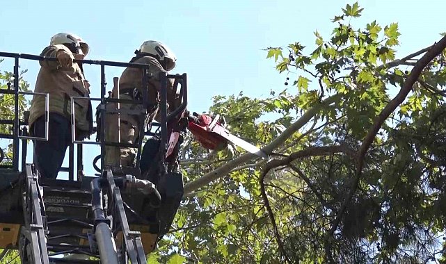 Kadıköy'de kuvvetli rüzgar ağacı kırdı