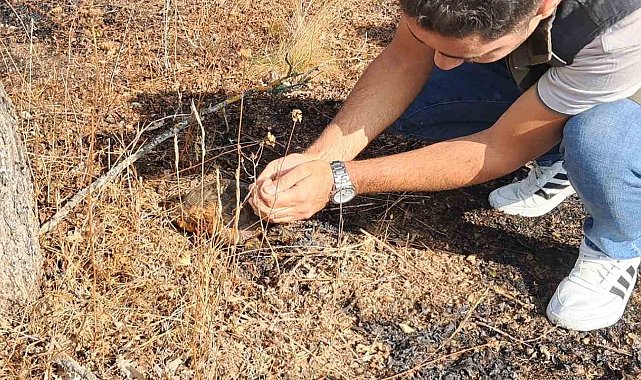 Kaplumbağa yangından son anda kurtarıldı