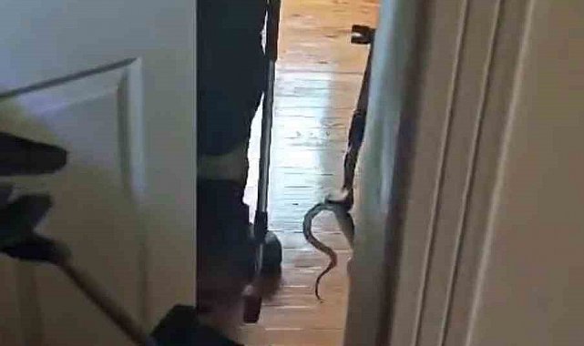 Karabük'te eve giren yılan itfaiye ekiplerince yakalanarak doğaya salındı