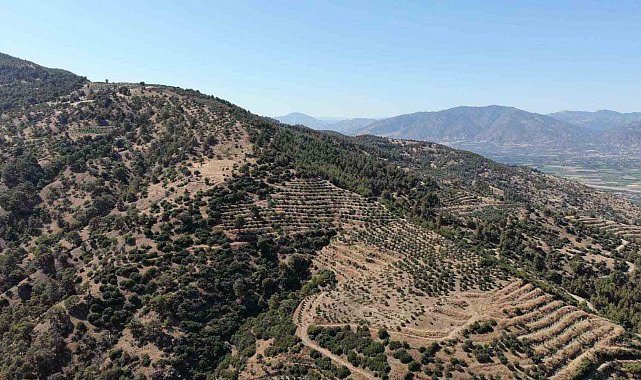 Karacasu Kaymakamlığı orman yangını riskine dikkat çekti