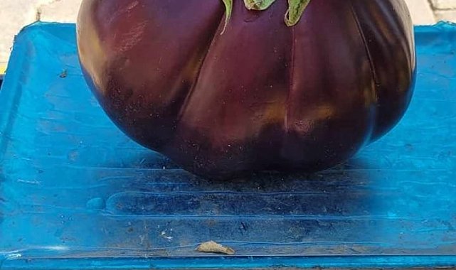 Karpuz gibi patlıcan