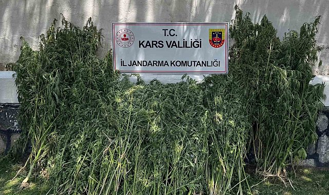 Kars'ta 42 bin 658 kök kenevir ele geçirildi