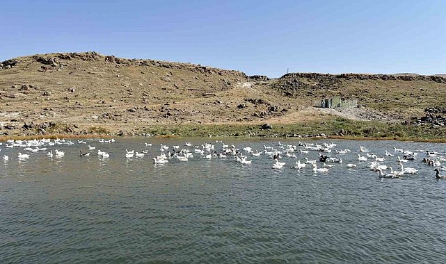 Kars'ta kazlar kış sofraları için besiye alındı