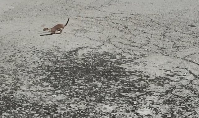 Kars'ta koruma altındaki gelincik caddede görüntülendi