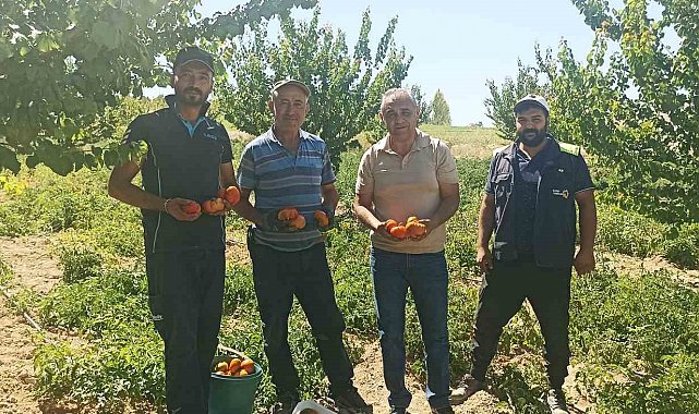 Kayısı meyve vermedi, üretici bahçesine ata tohumu domates ekti