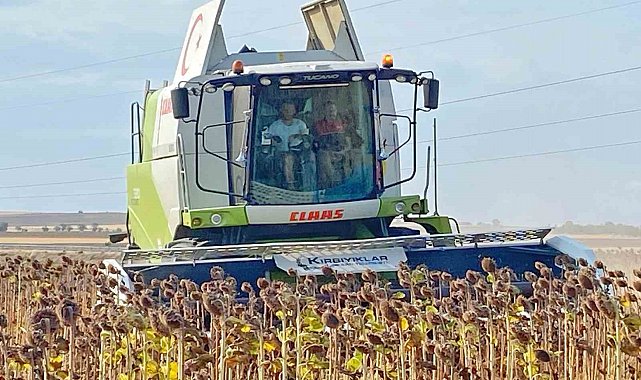 Kaymakam, üreticiyle ayçiçeği hasat etti