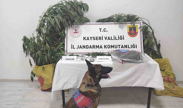 Kayseri'de 7 kök kenevir ele geçirildi: 1 gözaltı