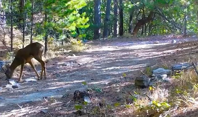 Kazdağları'nın sessiz ve zarif efendisi
