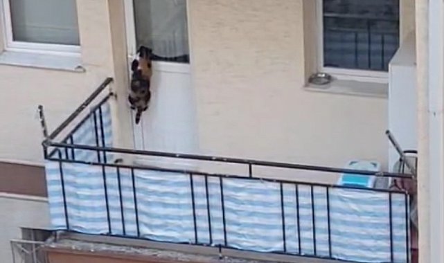 Kedinin balkona mahkum edildiği iddiası polisi harekete geçirdi
