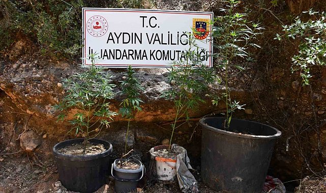 Kenevir yetiştiren şüpheliye eş zamanlı baskın