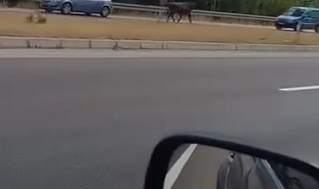 Kesime götürülürken kaçan boğa trafiğe çıktı