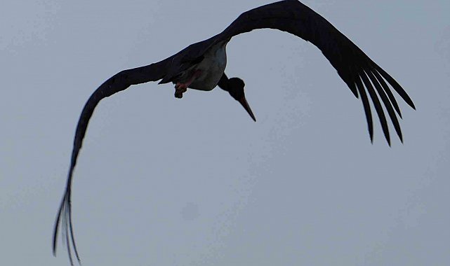 Kırıkkale'de baraj kıyısında kara leylek objektiflere takıldı