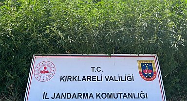 Kırklareli'nde 754 bin kök Hint keneviri ele geçirildi