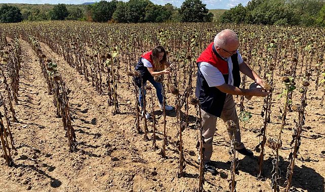 Kırklareli'nde ayçiçeği verim tespit çalışmaları