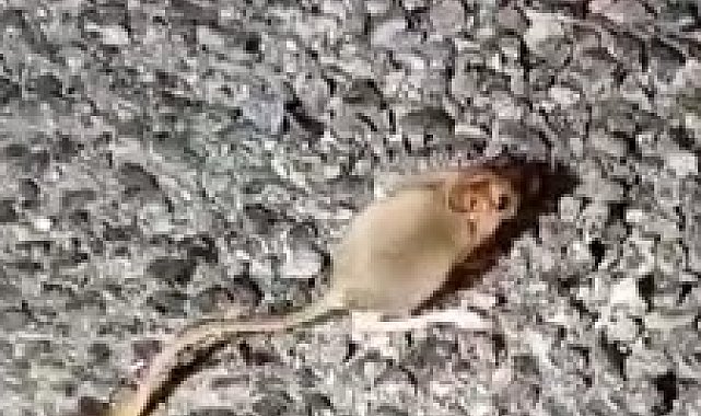 Kırmızı listede yer alıyor, Tunceli'de görüntülendi