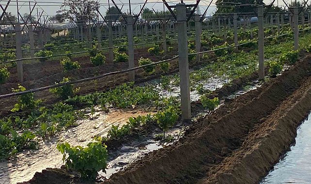 Kışlık sebzeler toprakla buluşmaya başladı