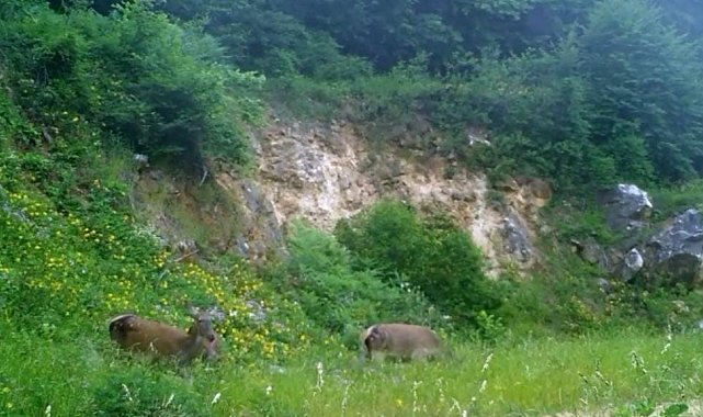 Kızıl geyikleri fotokapan görüntüledi