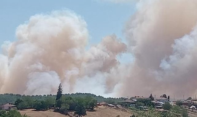 Kocaeli'de orman yangını başladı