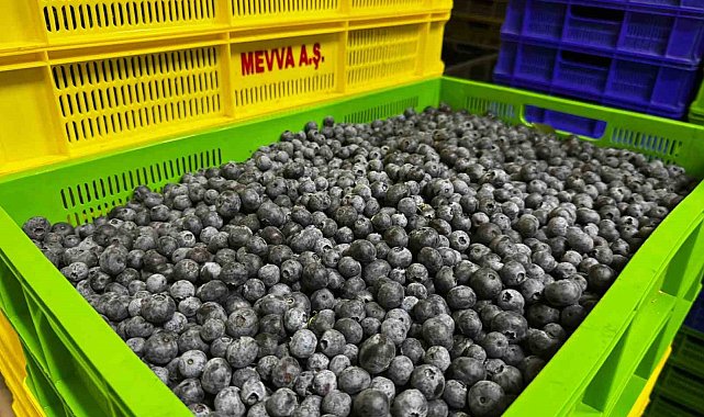 Küçük bir kasabadan büyük bir pazara: Elmalı'nın mavi altını yaban mersini