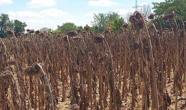 Kuraklık ayçiçeğini vurdu