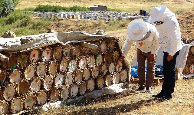 Küresel ısınma arıcıları tedirgin ediyor