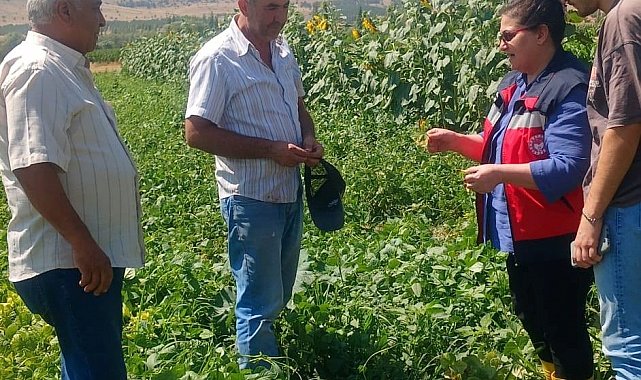 Kütahya'da fasulye ve mısır tarlalarında hastalık ve zararlı kontrolü