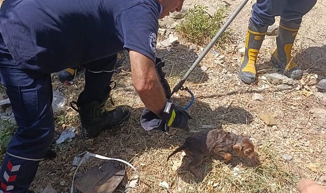 Kuyuya düşen yavru köpek kurtarıldı