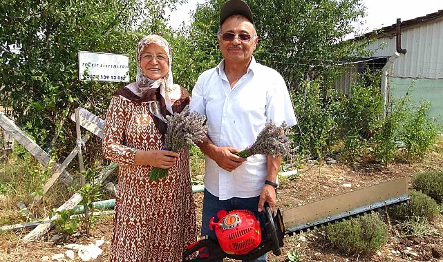 Lavanta bahçesinde hasat başladı