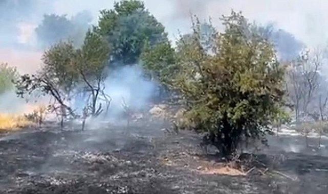 Malatya'da orman yangını