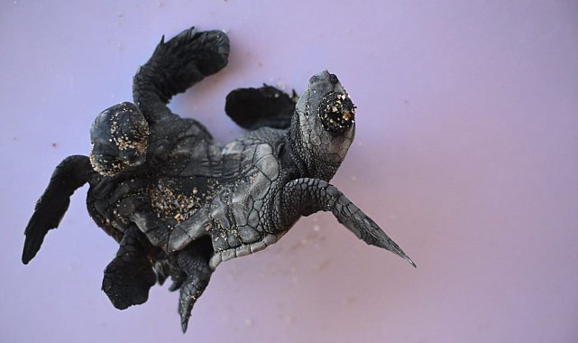 Manavgat'ta ender rastlanan olay: Siyam ikizi Caretta caretta yavrusu bulundu