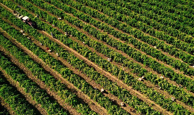 Manisa'da Sultani çekirdeksiz üzümde hasat sezonu buruk başladı
