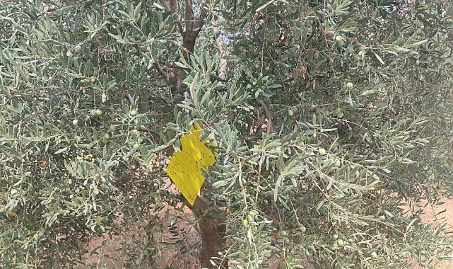 Manisa'da zeytin sineğine karşı ilaçlama çağrısı