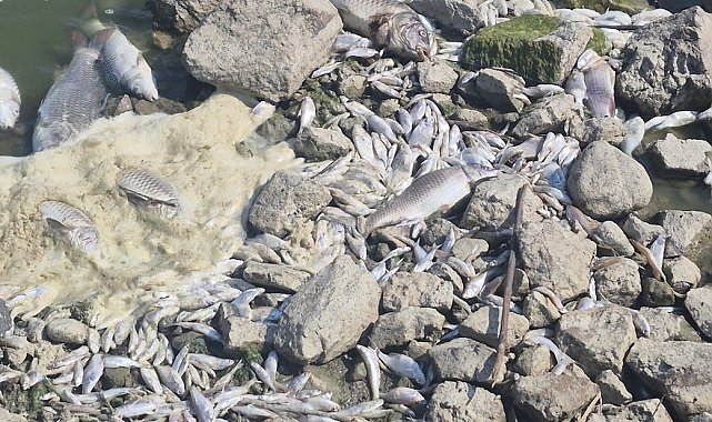 Manyas Gölü'nde toplu balık ölümleri: Kuş Cenneti tehlikede