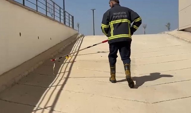 Mardin'de diş hastanesine giren yılan ekiplerce doğaya salındı