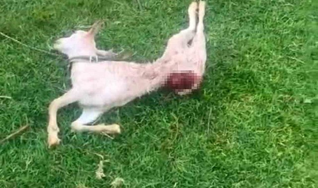 Mardin'de sokak köpekleri iki keçiyi telef etti