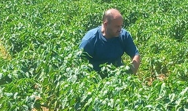 Menteşe'de hasat öncesi numune alımları sürüyor