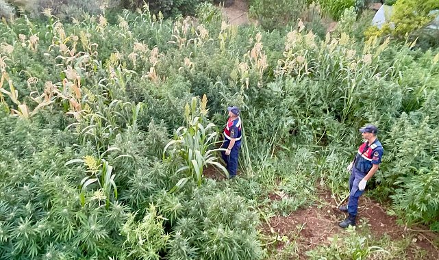 Mısır tarlası zehir tarlası çıktı