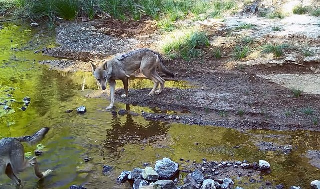 MSKÜ Öğretim Üyesi Dr. İlemin'den çarpıcı uyarı: "Kurtlar düşman değil, dost"