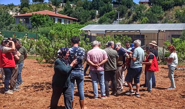 Muğla'da sakız hasadı başladı