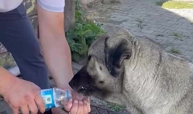 Muhtardan insanlık dersi