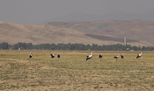 Muş Ovası'nda leylekler büyük göçe hazır