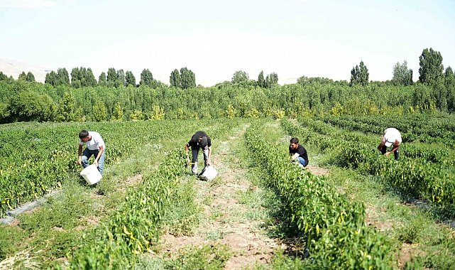 Muş'ta 40 derece sıcakta "kurutmalık sebze" mesaisi