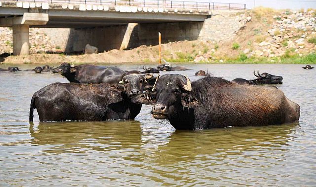 Muş'ta mandalar şap hastalığına karşı suda yüzdürülüyor