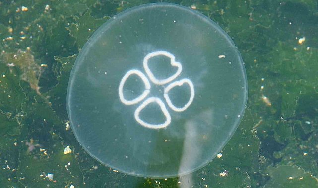 Müsilaj bitti bu kez denizanası kabusu başladı