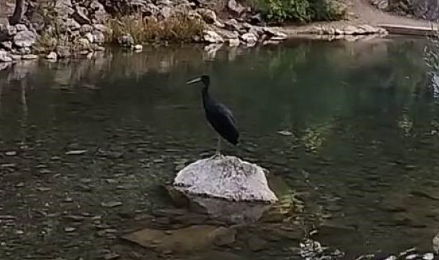 Nesli tükenme tehlikesi altındaki kara leylekler, Bozkır'da görüntülendi