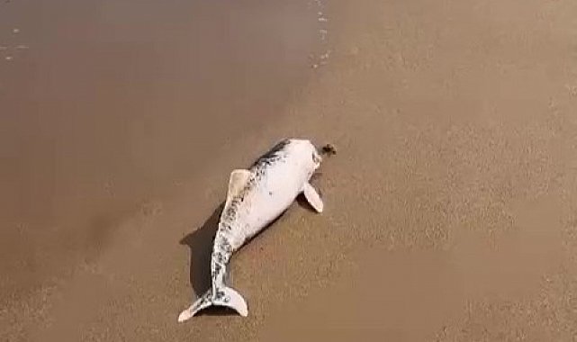 Ölü yunus yavrusu karaya vurdu