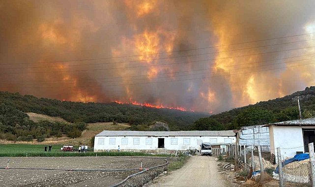 Orman yangınındaki alevler, hayvan çiftliklerine doğru ilerliyor