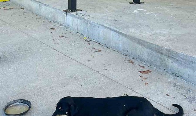 Osmaneli'nde aracın çarptığı köpek ameliyat edildi