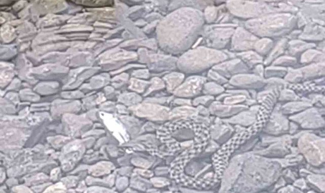 Osmaniye'de yılanın balık avı kamerada