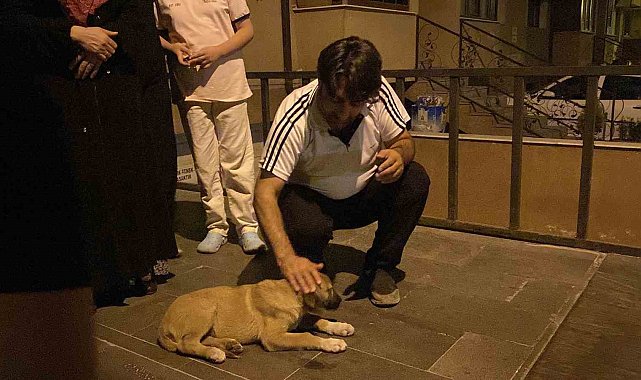 Otomobilin çarptığı yavru köpek için mahalleli seferber oldu